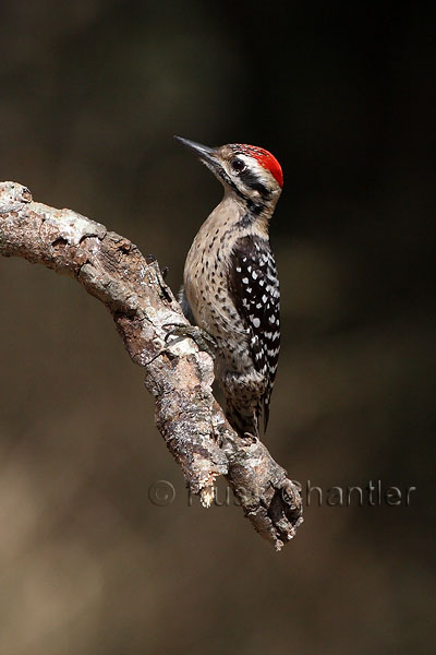 Ladder-backed Woodpecker © Russ Chantler